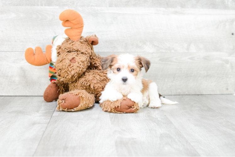 Playful Yorkie Designer Puppy