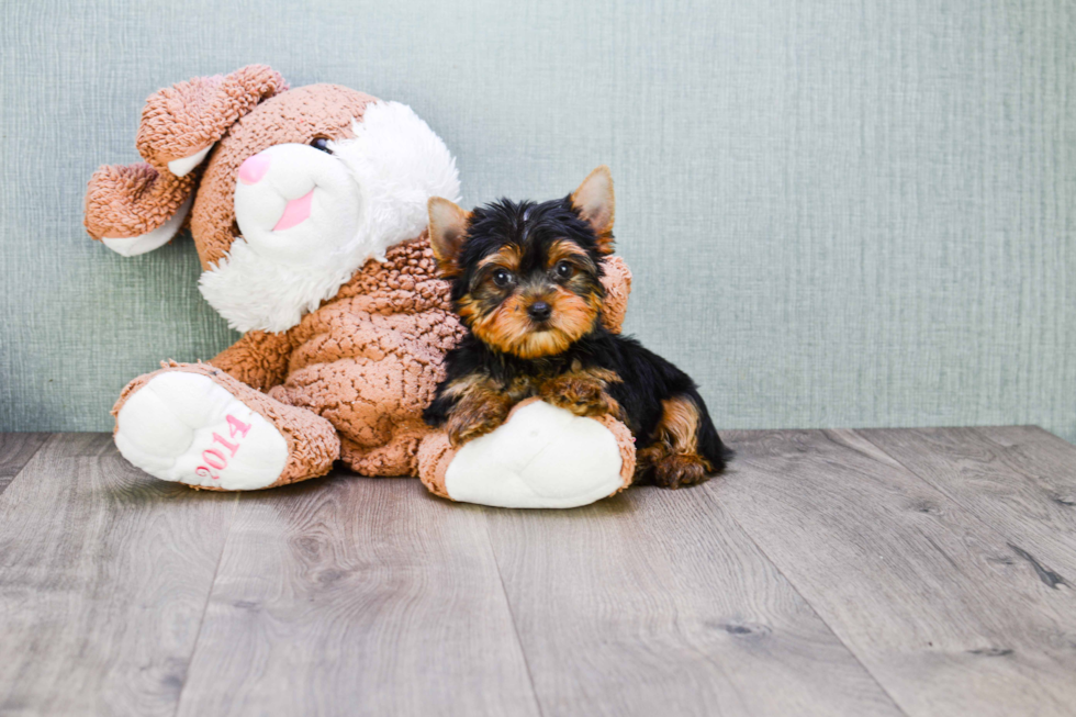 Meet Batman - our Yorkshire Terrier Puppy Photo 