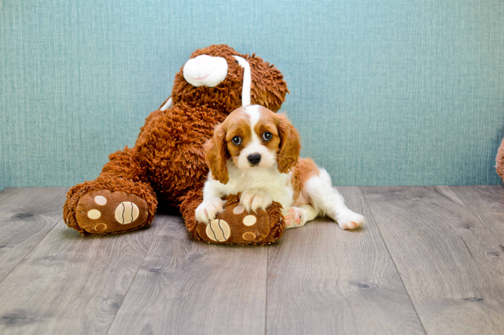 Cavalier King Charles Spaniel Puppy for Adoption