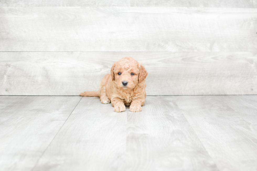 Mini Goldendoodle Pup Being Cute