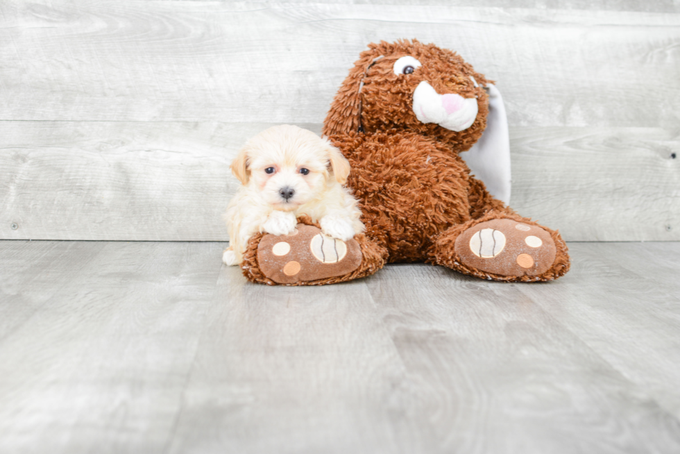 Best Maltipoo Baby