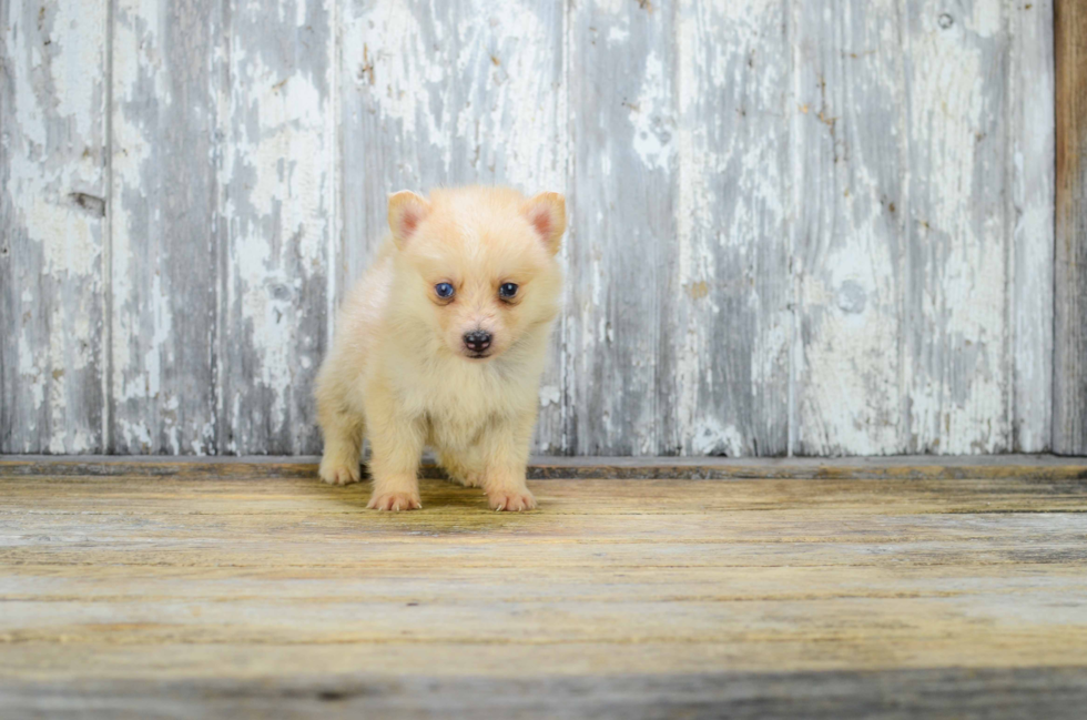 Cute Pomsky Baby