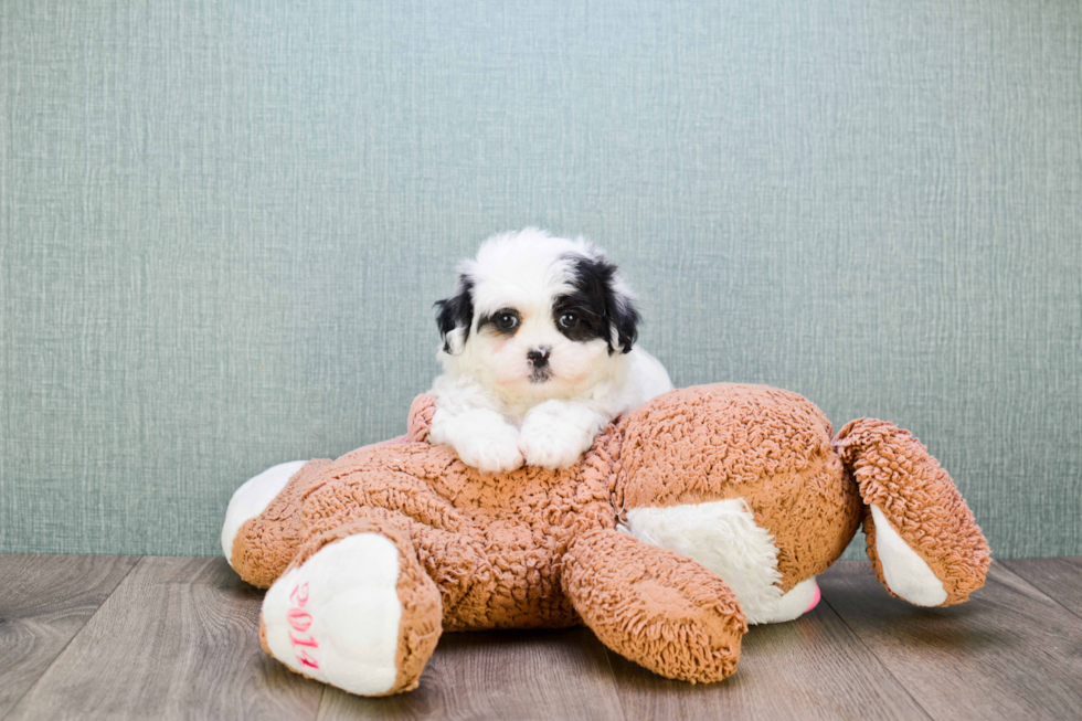 Friendly Teddy Bear Baby