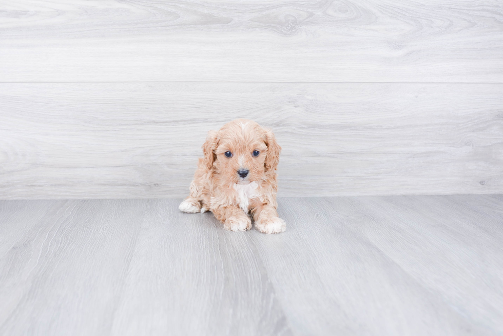 Cavapoo Pup Being Cute