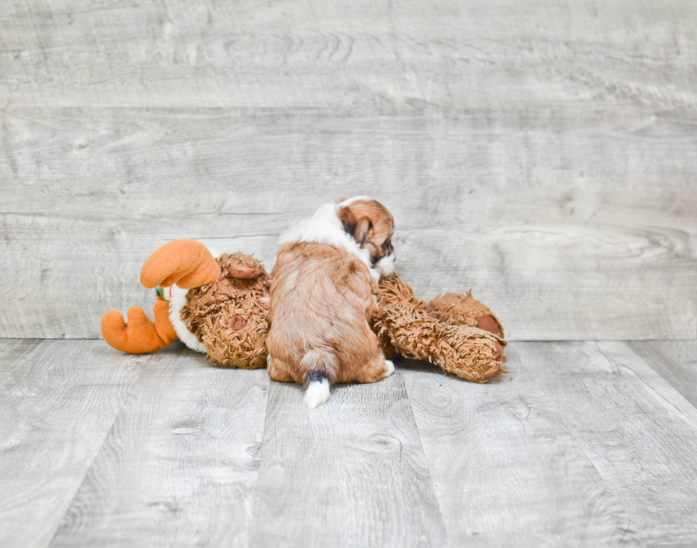 Little Shichon Designer Puppy