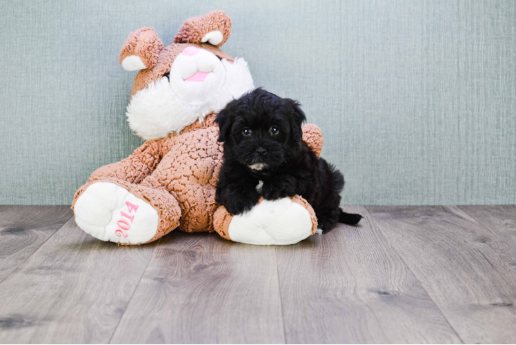 Maltipoo Pup Being Cute