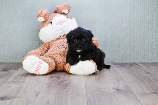 Maltipoo Pup Being Cute