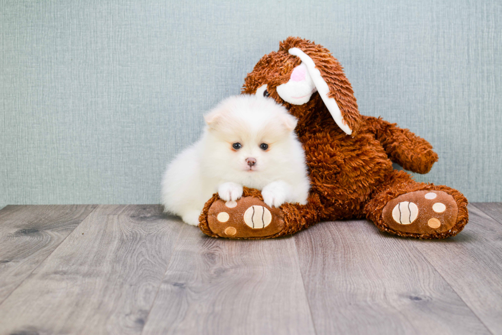 Pomeranian Pup Being Cute