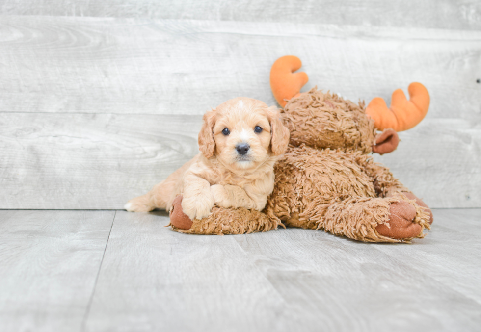 Little Cavoodle Poodle Mix Puppy