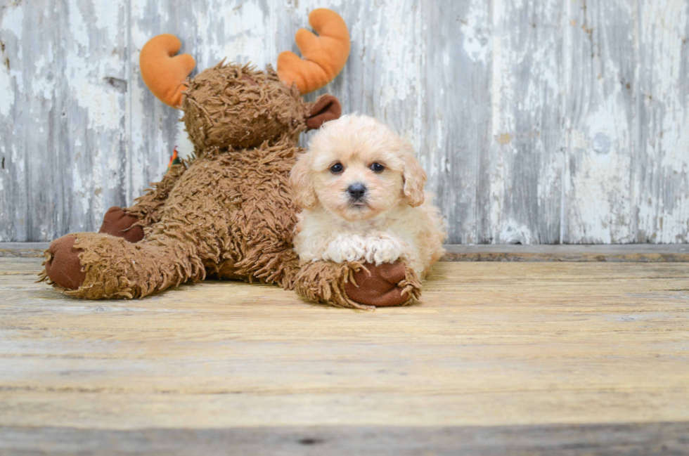 Cavapoo Puppy for Adoption