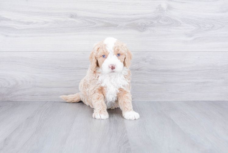 Mini Goldendoodle Pup Being Cute