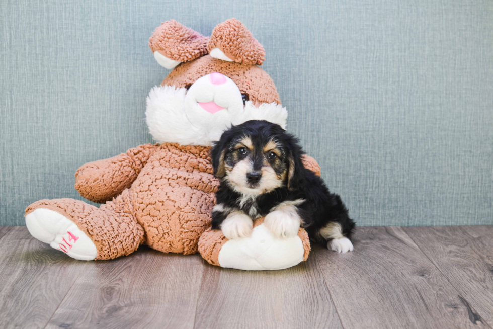 Funny Yorkie Poo Poodle Mix Pup