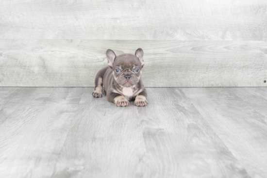 Popular French Bulldog Baby