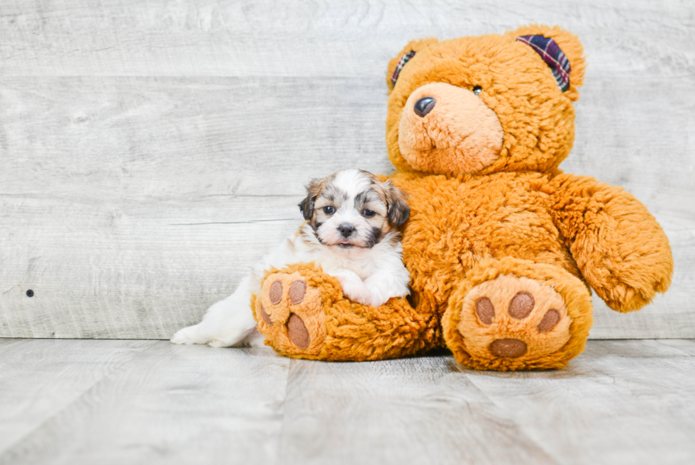 Teddy Bear Pup Being Cute