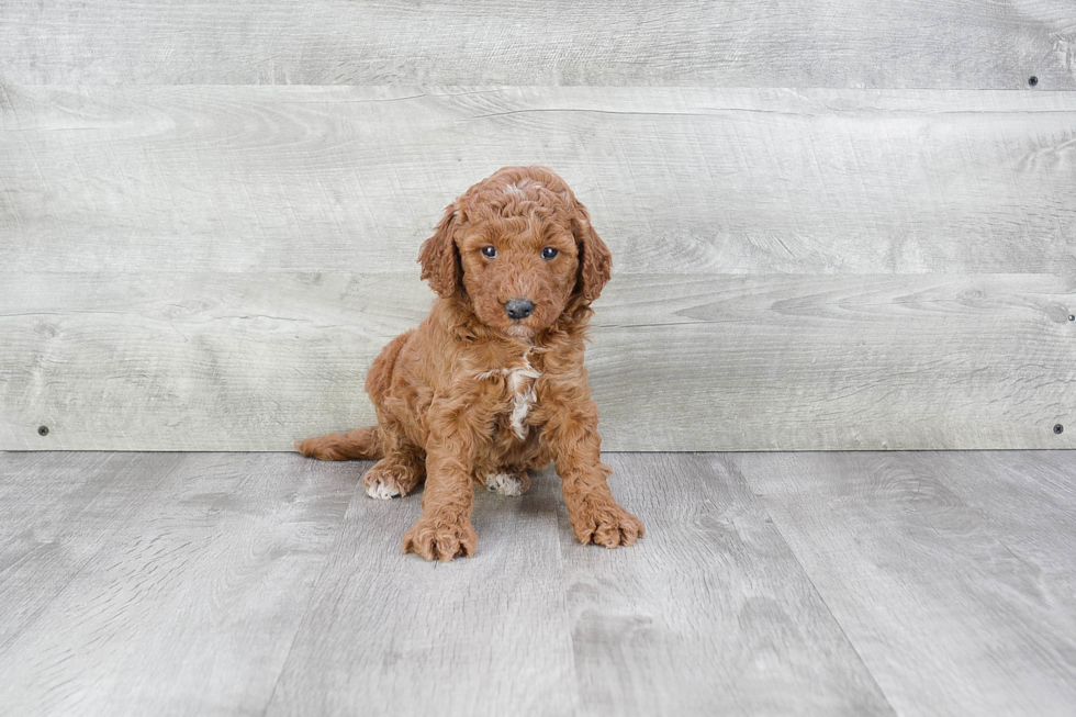 Mini Goldendoodle Pup Being Cute