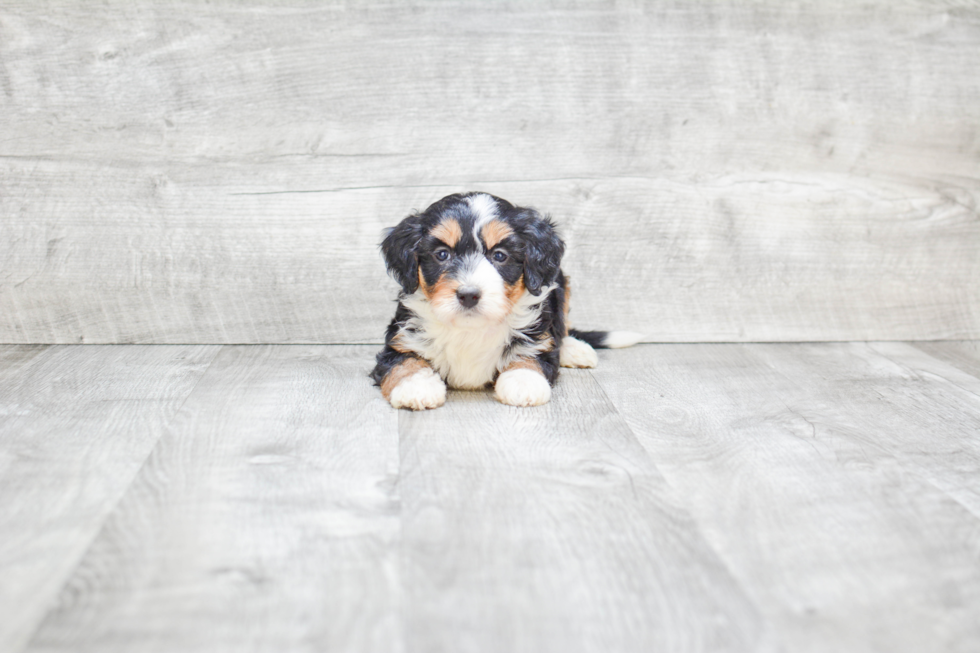 Best Mini Bernedoodle Baby