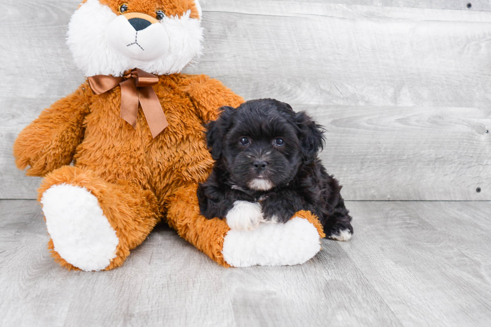 Teddy Bear Puppy for Adoption