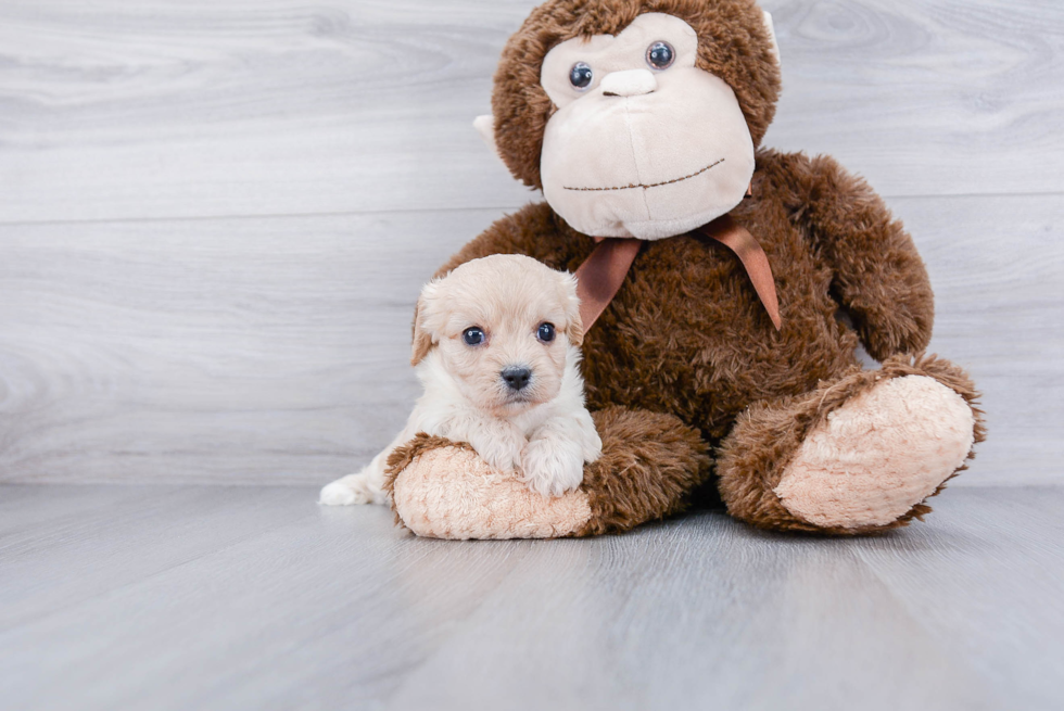 Cavachon Pup Being Cute