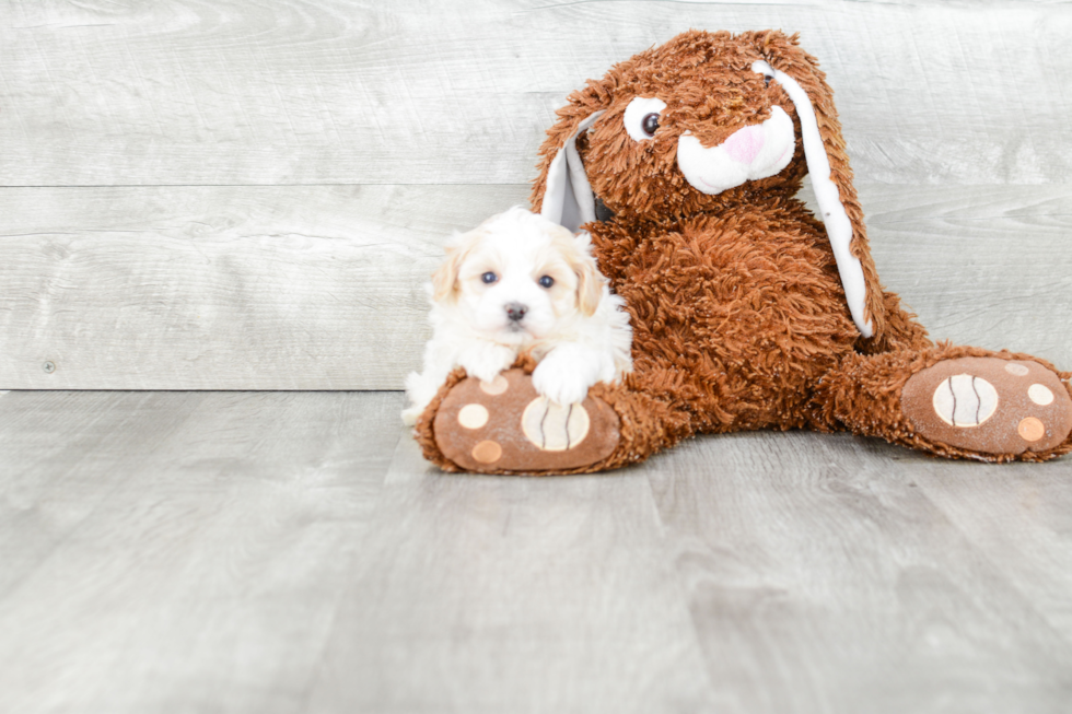 Playful Maltepoo Poodle Mix Puppy