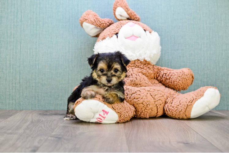 Playful Yorkie Designer Puppy