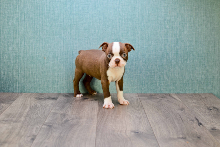 Happy Boston Terrier Purebred Puppy