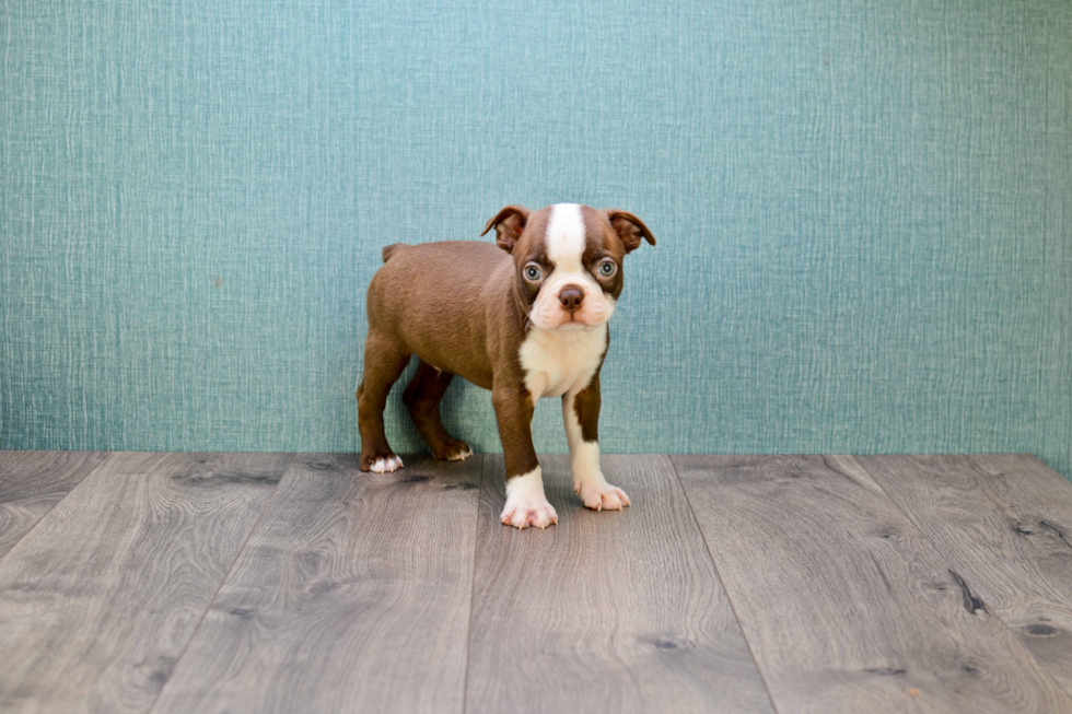 Happy Boston Terrier Purebred Puppy