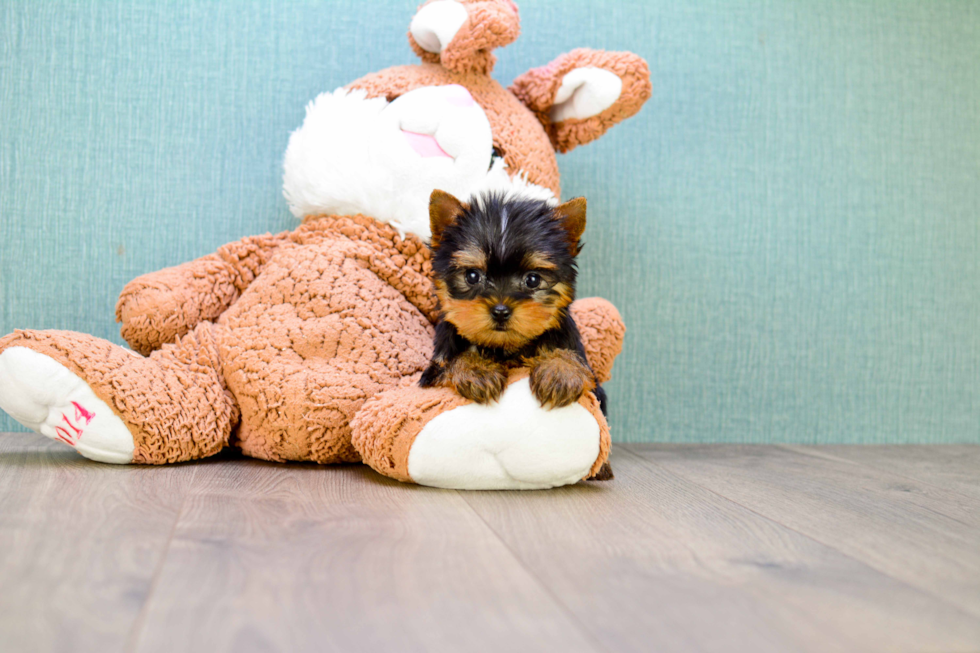 Meet Giselle - our Yorkshire Terrier Puppy Photo 