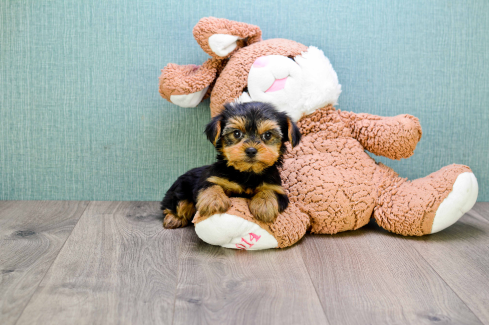 Meet Izzie - our Yorkshire Terrier Puppy Photo 