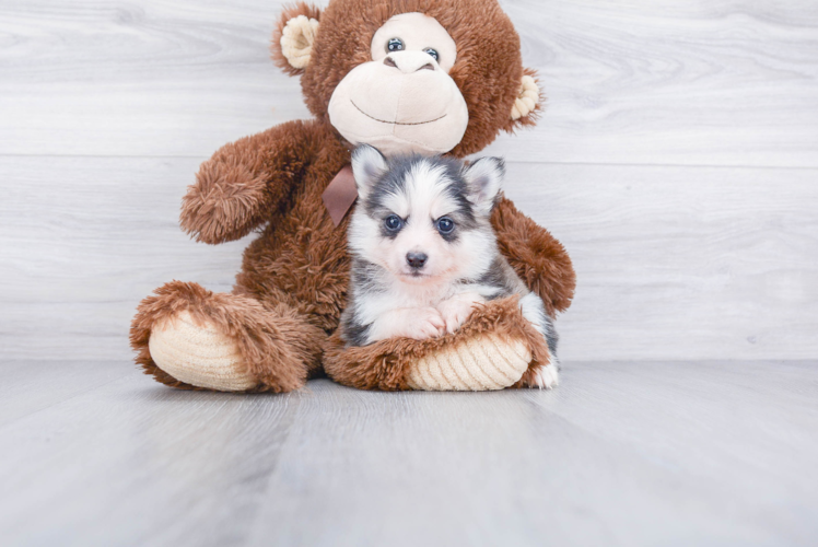 Pomsky Puppy for Adoption