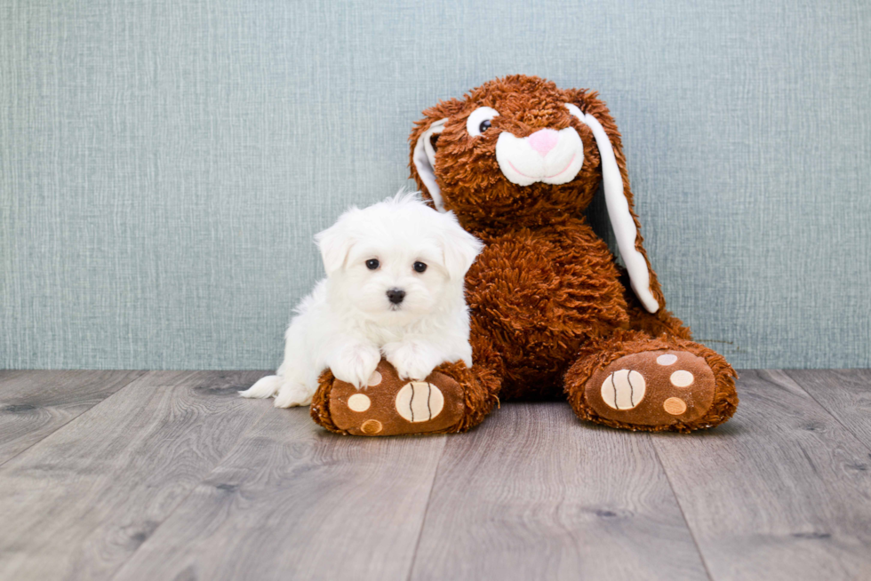 Petite Maltese Purebred Puppy