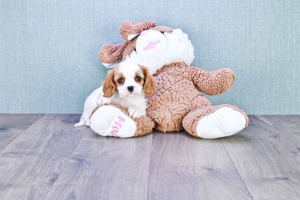 Cute Cavalier King Charles Spaniel Purebred Puppy