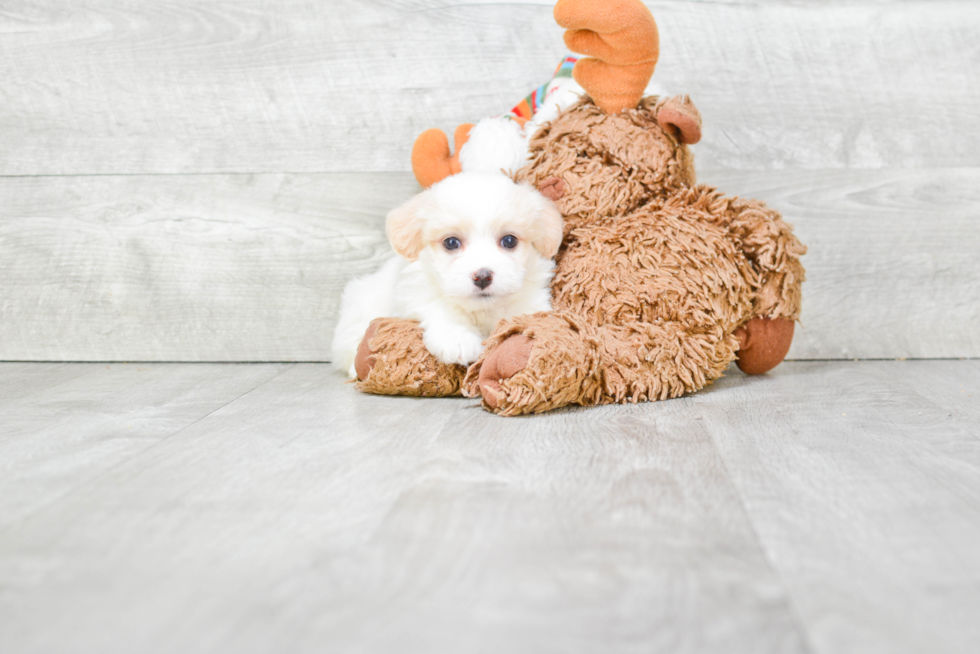 Hypoallergenic Havanese Baby