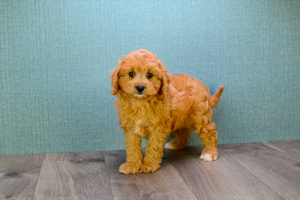 Cavapoo Puppy for Adoption