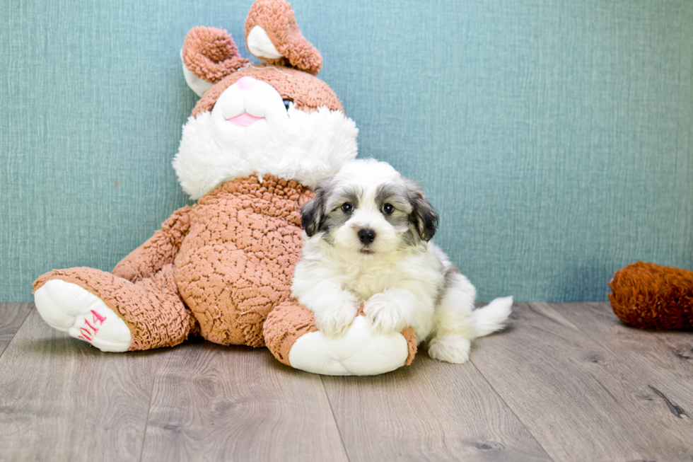 Havanese Pup Being Cute