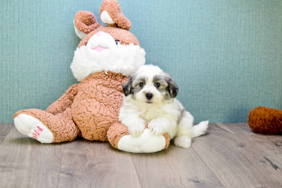 Havanese Pup Being Cute