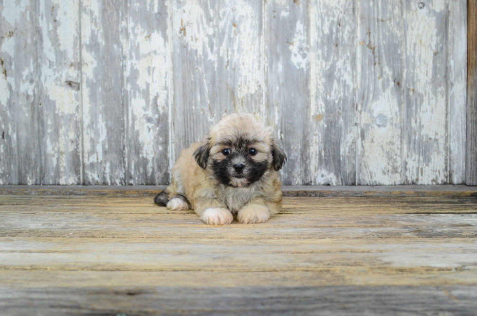 Teddy Bear Puppy for Adoption