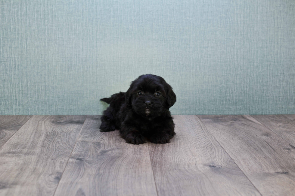 Adorable Cavoodle Poodle Mix Puppy