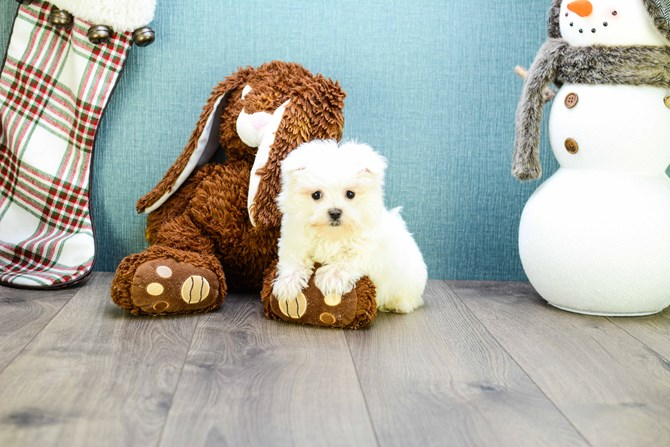 Friendly Maltese Baby