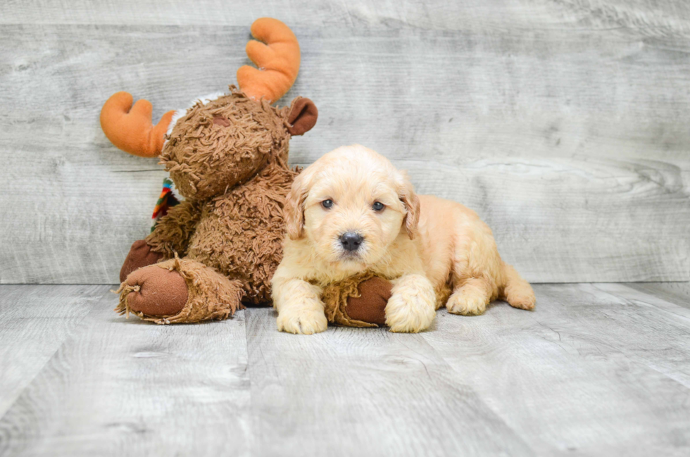 Best Mini Goldendoodle Baby