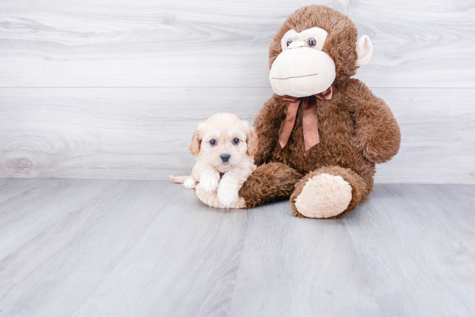 Fluffy Cavachon Designer Pup