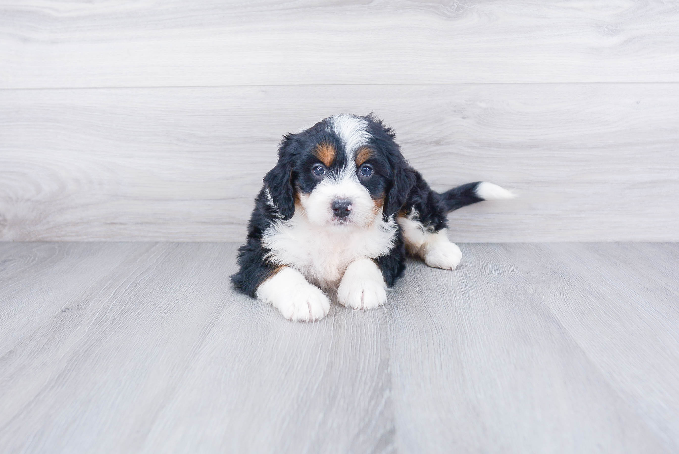 Mini Bernedoodle Puppy for Adoption