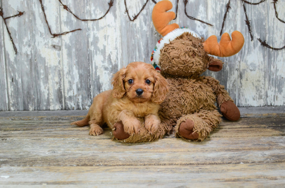 Cavapoo Pup Being Cute