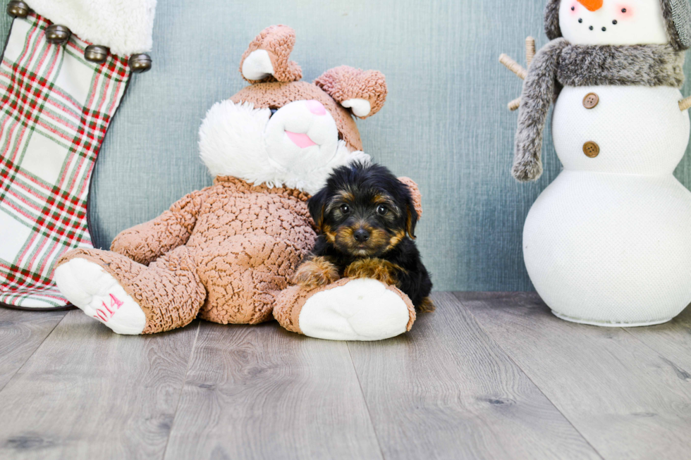 Meet Snickers - our Yorkshire Terrier Puppy Photo 