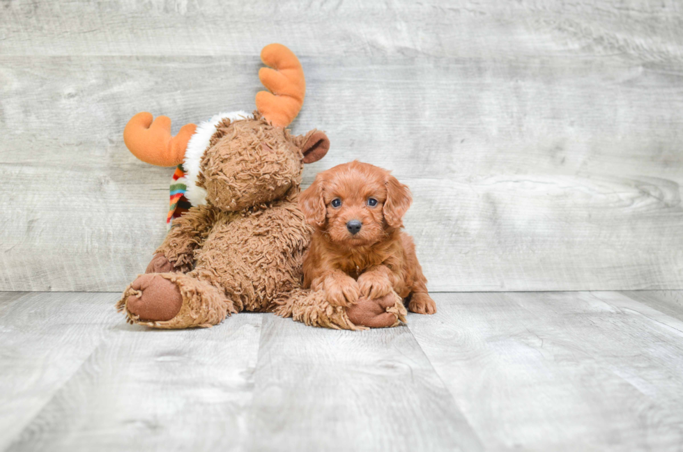 Friendly Cavapoo Baby