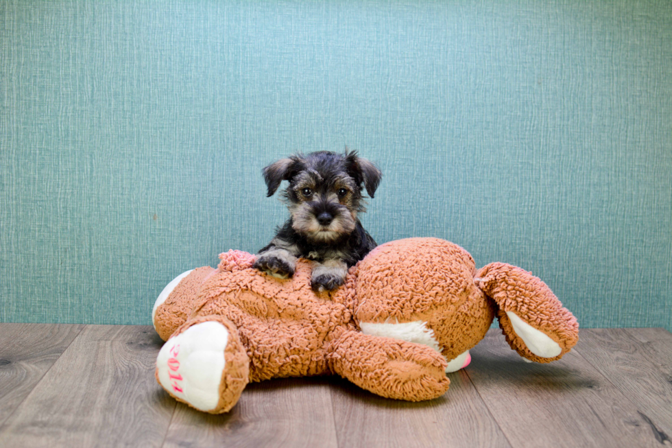 Cute Mini Schnauzer Mix Pup