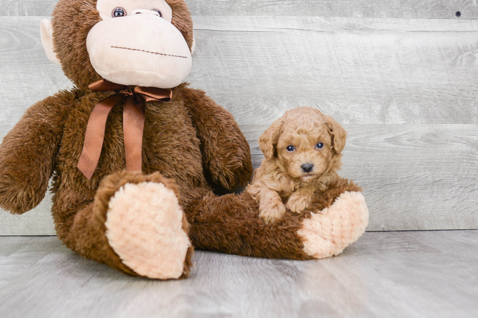 Hypoallergenic Poodle Baby