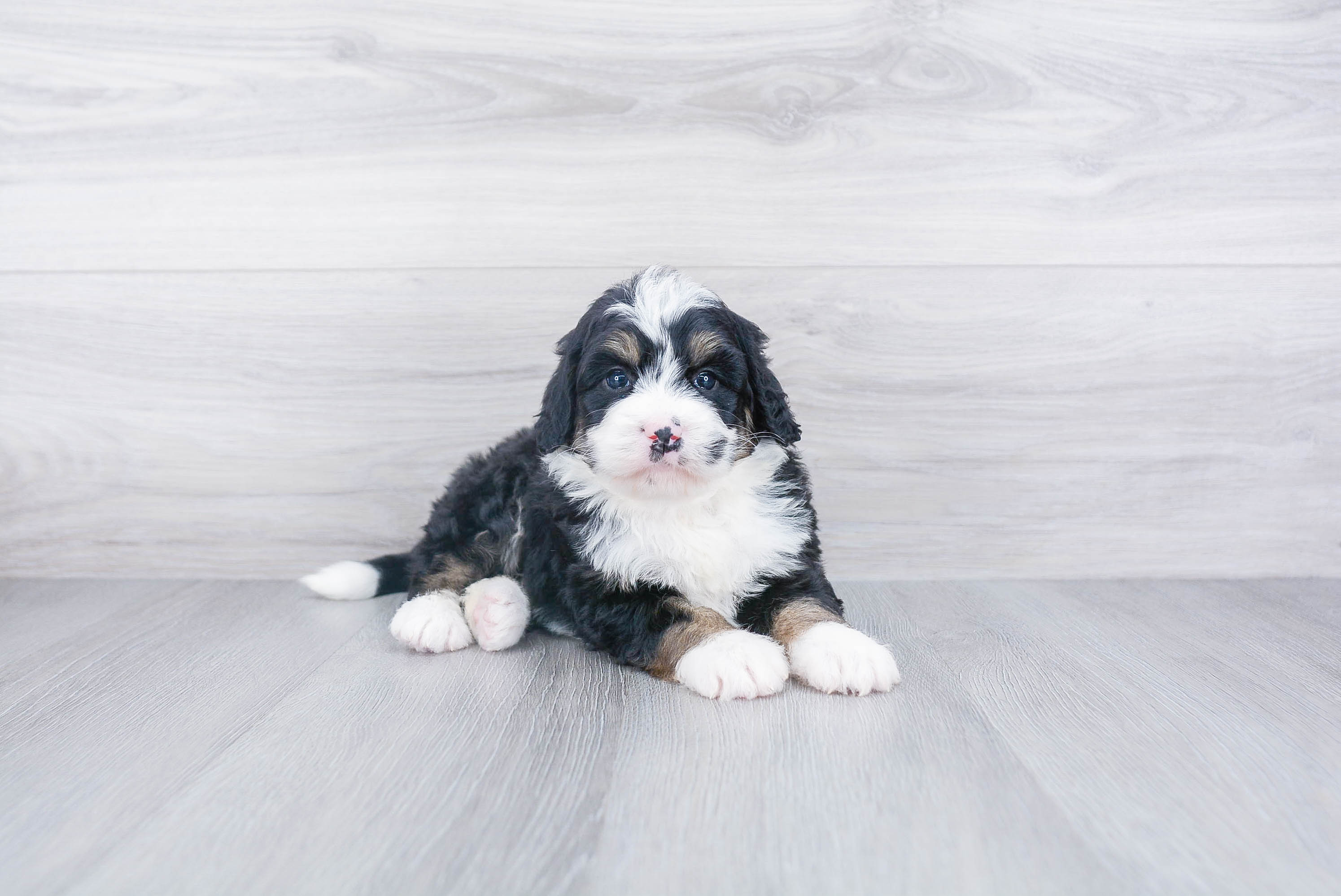 Mini Bernedoodle Puppy for Adoption