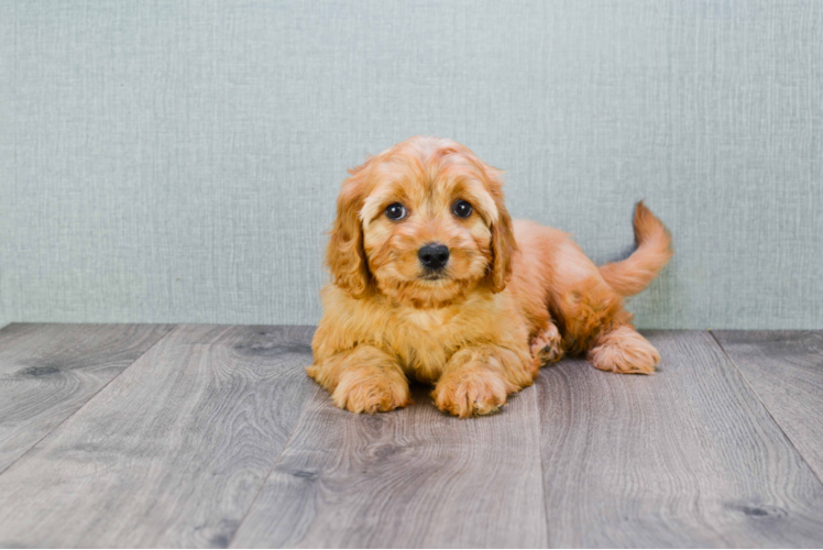 Playful Cavalier Designer Puppy