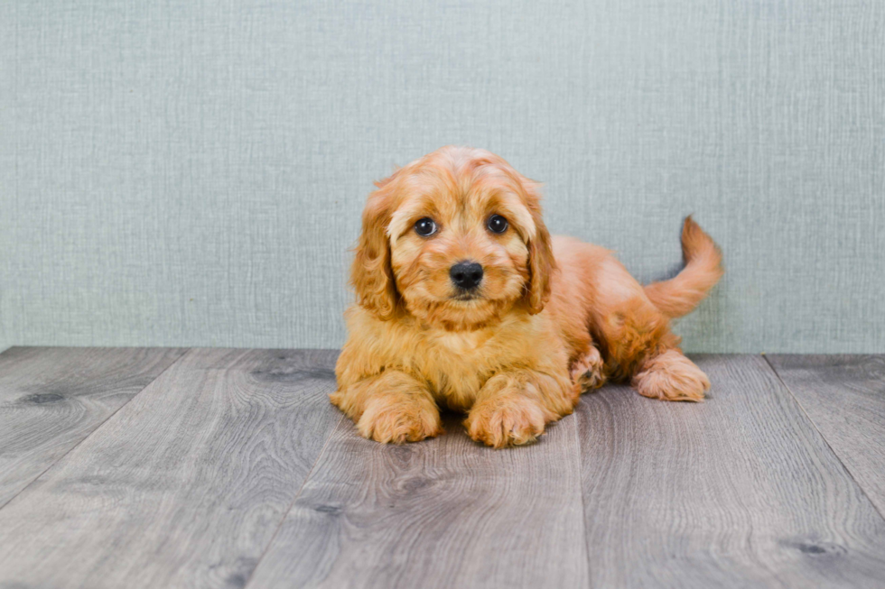 Playful Cavalier Designer Puppy