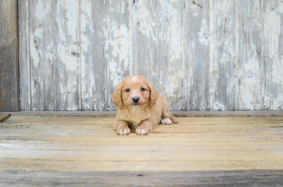 Cavapoo Pup Being Cute